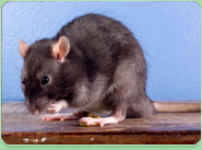rat control West Hendon